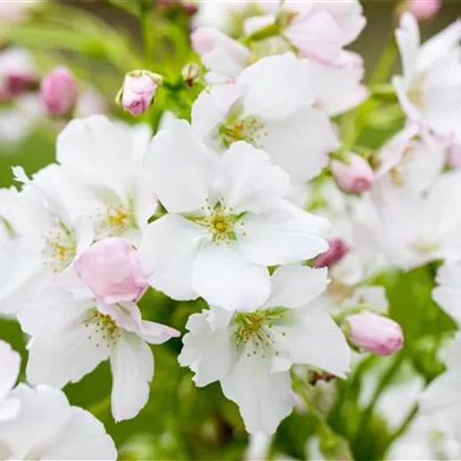 Prunus serrulata 'Amanogawa'