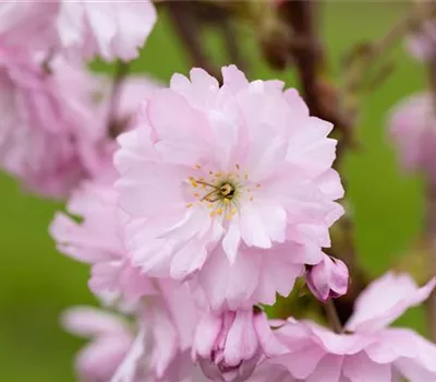 Prunus serrulata 'Royal Burgundy'