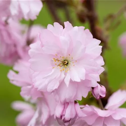 Prunus serrulata 'Royal Burgundy' Prunus serrulata 'Royal Burgundy'