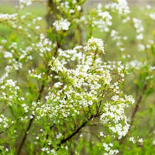 Spiraea thunbergii Spiraea thunbergii