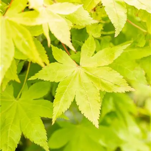 Acer palmatum 'Summer Gold'