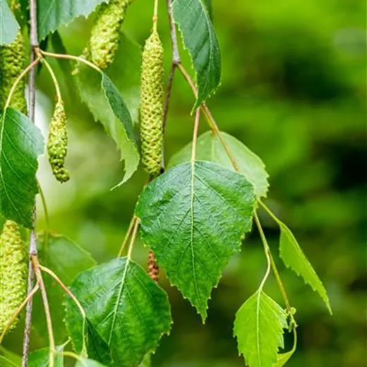 Betula pendula 'Youngii'