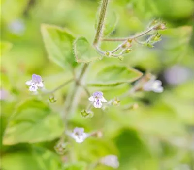 Calamintha nepeta 'Blue Cloud' Calamintha nepeta 'Blue Cloud'