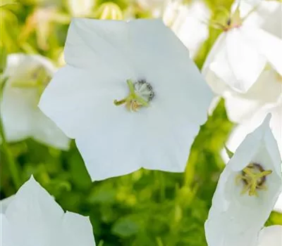 Campanula carp.'Weiße Clips' Campanula carp.'Weiße Clips'