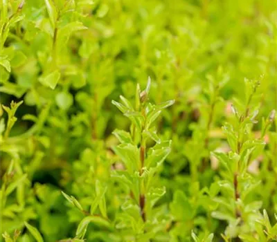 Campanula cochleariifolia