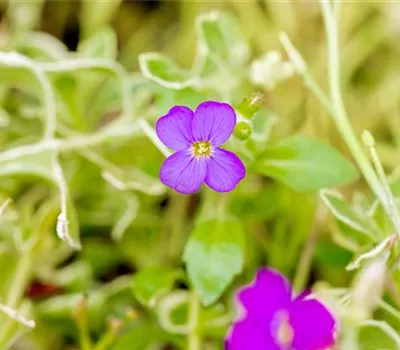 Aubrieta x cult.'Silberrand'