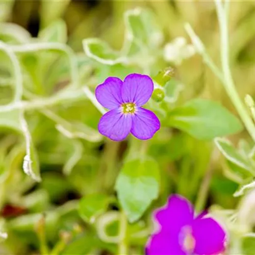 Aubrieta x cult.'Silberrand'