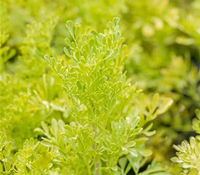 Ruta graveolens