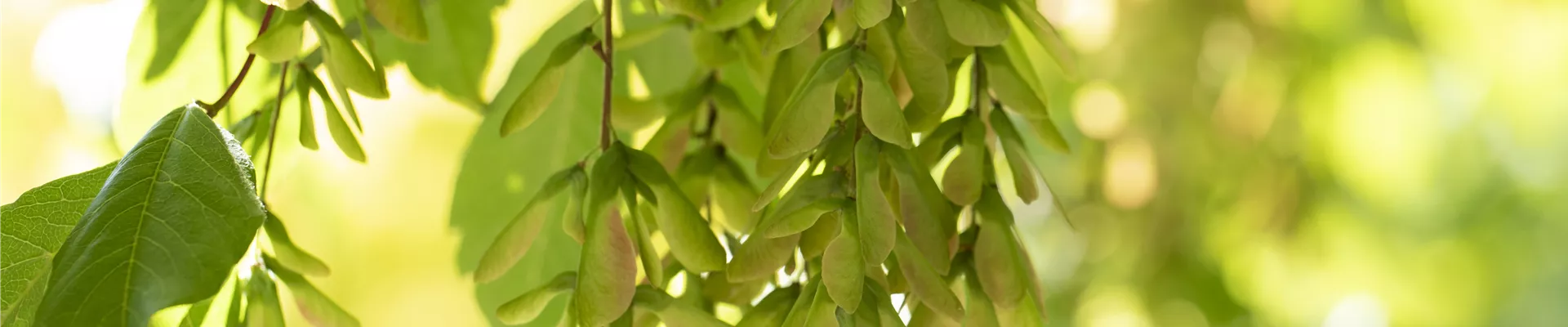 Acer cissifolium Acer cissifolium