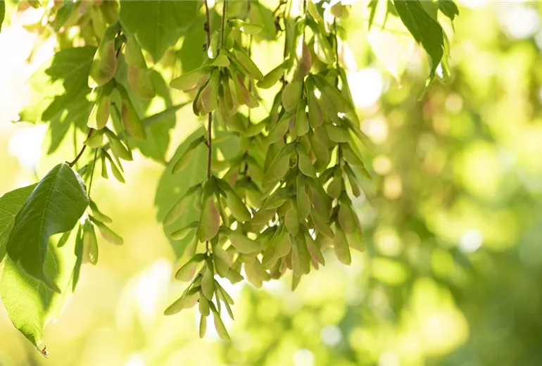 Acer cissifolium Acer cissifolium