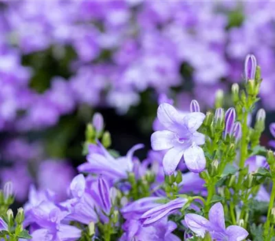 Winterharte Stauden für einen robusten und blühenden Garten Winterharte Stauden für einen robusten und blühenden Garten