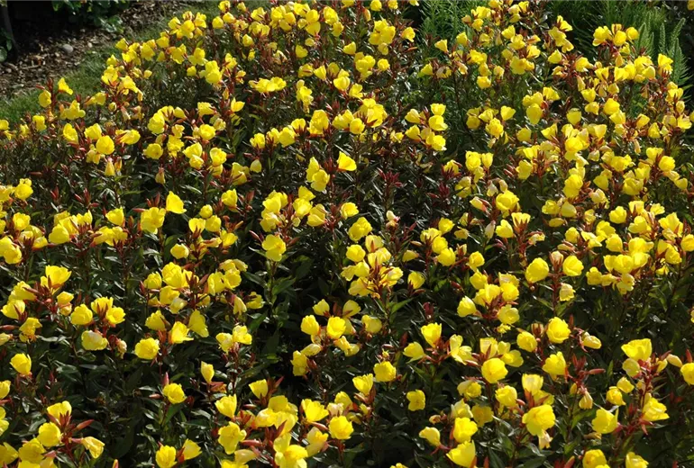 Oenothera tetragona 'Erica Robin' Oenothera tetragona 'Erica Robin'
