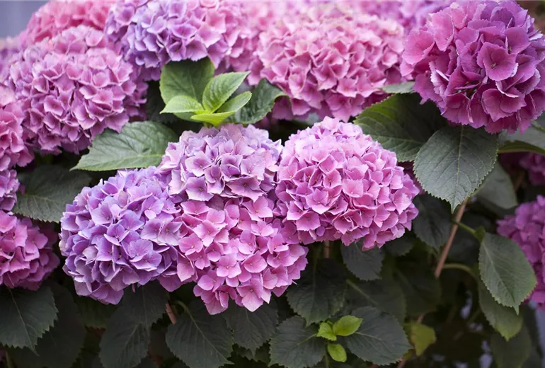 Hydrangea macrophylla, rosa Hydrangea macrophylla, rosa
