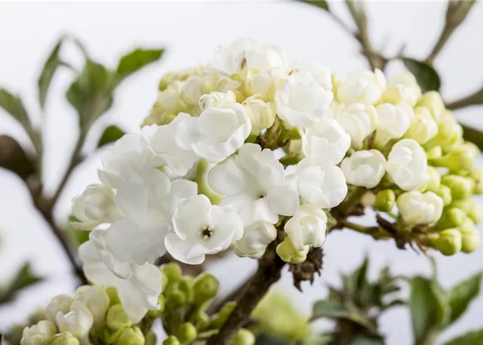 Laubgehölze pflegen und den Garten in Schuss halten  Laubgehölze pflegen und den Garten in Schuss halten