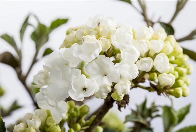 Viburnum plicatum 'Schroeders Nadine' Viburnum plicatum 'Schroeders Nadine'