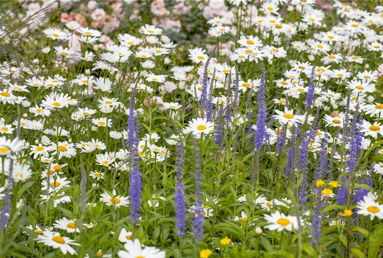 Leucanthemum x superbum Leucanthemum x superbum