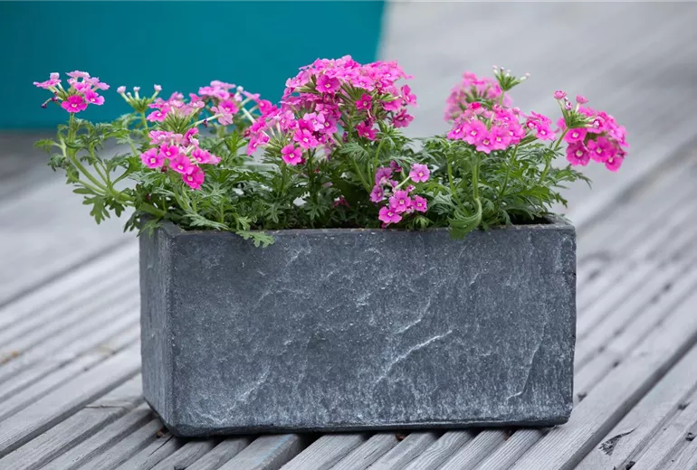 Verbena, pink Verbena, pink