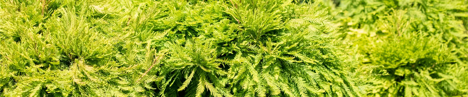 Taxodium distichum 'Secrest', Stamm Taxodium distichum 'Secrest', Stamm