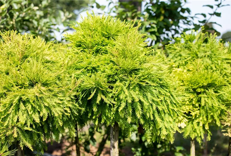 Taxodium distichum 'Secrest', Stamm Taxodium distichum 'Secrest', Stamm