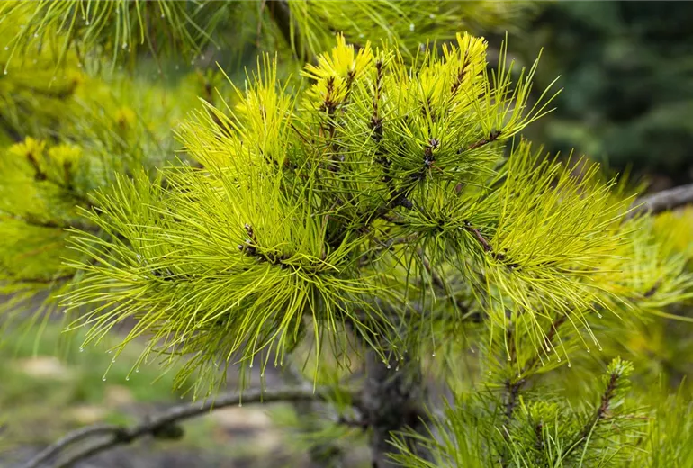 Koniferen Koniferen