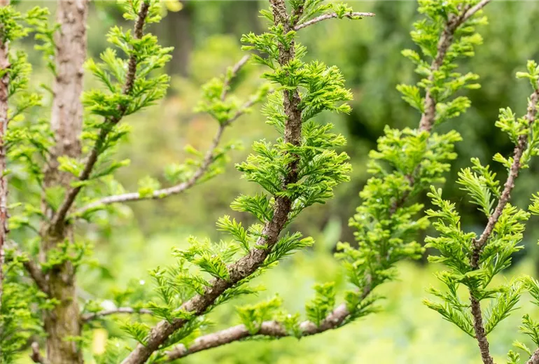 Taxodium distichum 'Peve Minaret' Taxodium distichum 'Peve Minaret'