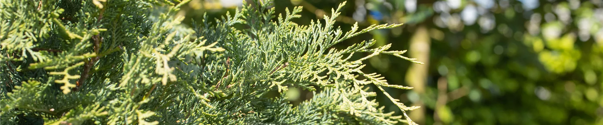 Chamaecyparis lawsoniana 'Silberstar' Chamaecyparis lawsoniana 'Silberstar'