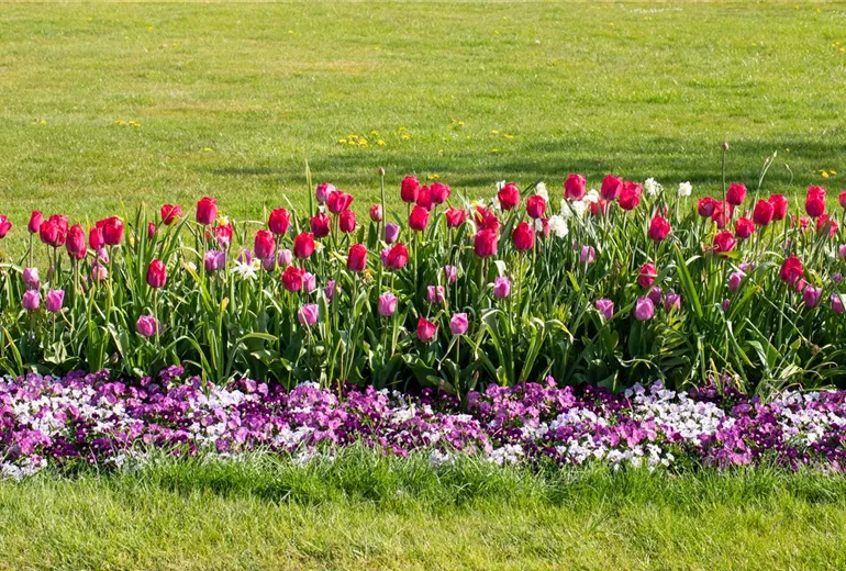 Tulipa 'Braveheart' Tulipa 'Braveheart'