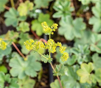 Alchemilla erythropoda