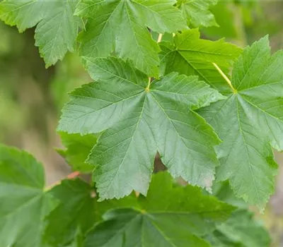 Acer pseudoplatanus Acer pseudoplatanus