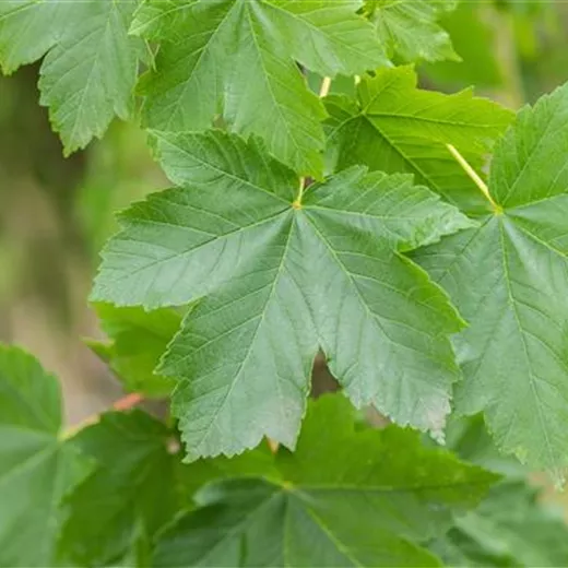 Acer pseudoplatanus Acer pseudoplatanus