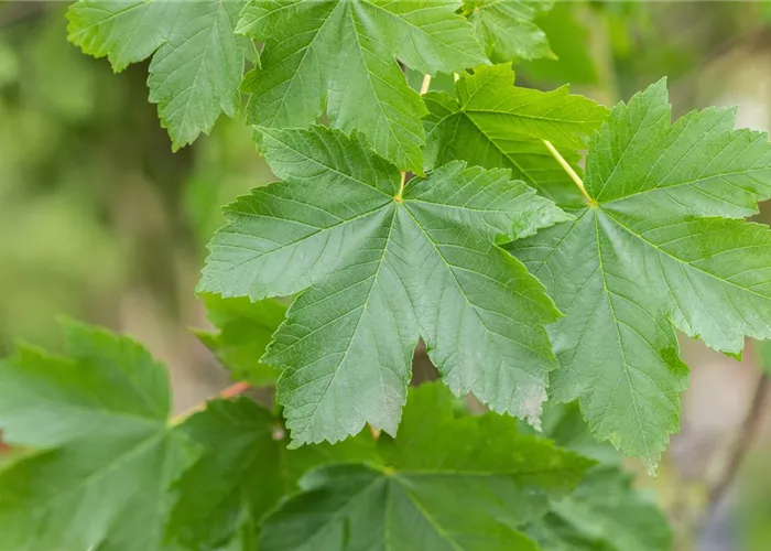 Acer pseudoplatanus