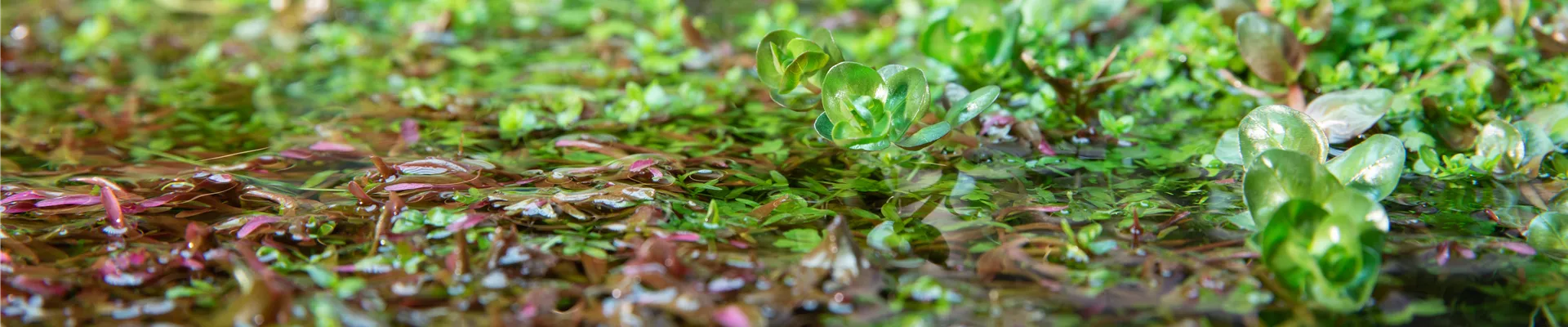 Wasserpflanzen Wasserpflanzen