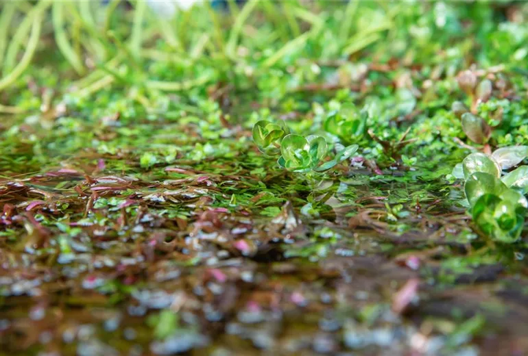 Wasserpflanzen Wasserpflanzen