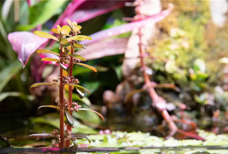 Wasserpflanzen Wasserpflanzen
