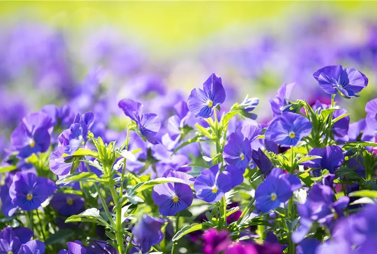 Viola cornuta 'Andrea' Viola cornuta 'Andrea'