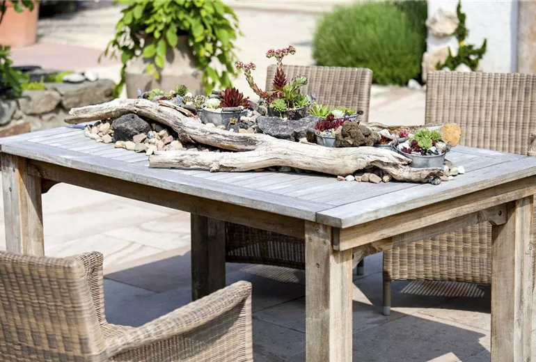 Sempervivum Sempervivum