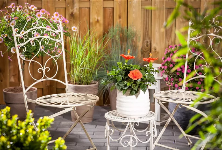 Hibiscus rosa-sinensis, orange Hibiscus rosa-sinensis, orange