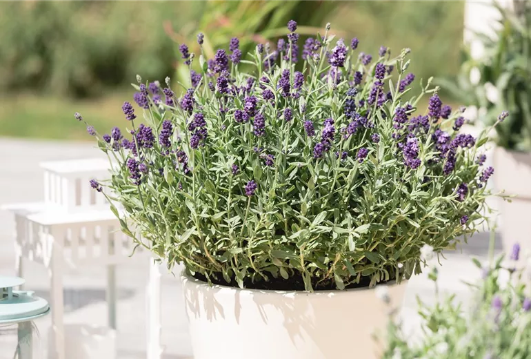 Lavandula angustifolia Lavandula angustifolia