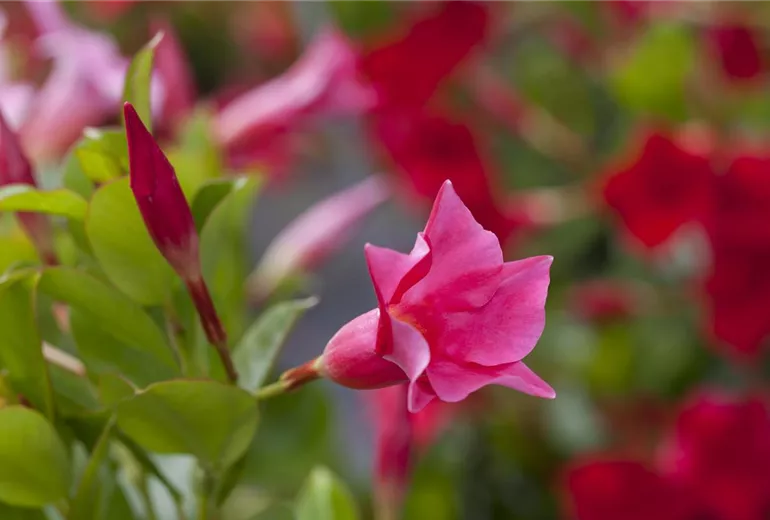 Mandevilla sanderi 'Diamantina'®