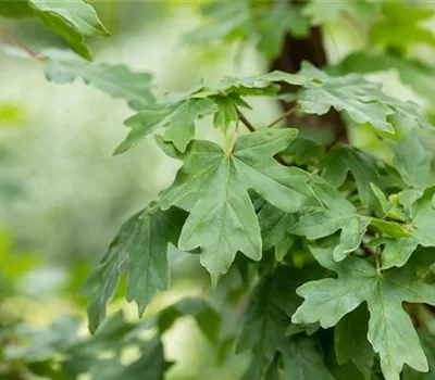 Acer campestre Acer campestre