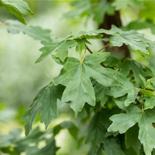 Acer campestre Acer campestre