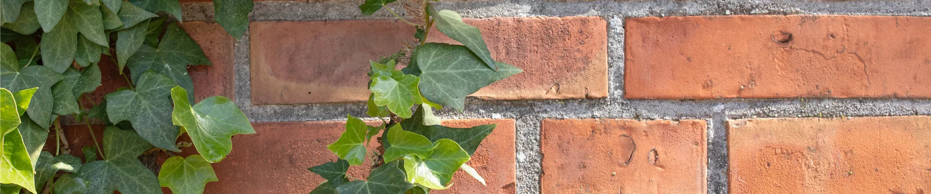 Efeu an der Wand Efeu an der Wand