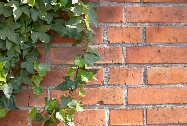 Efeu an der Wand Efeu an der Wand