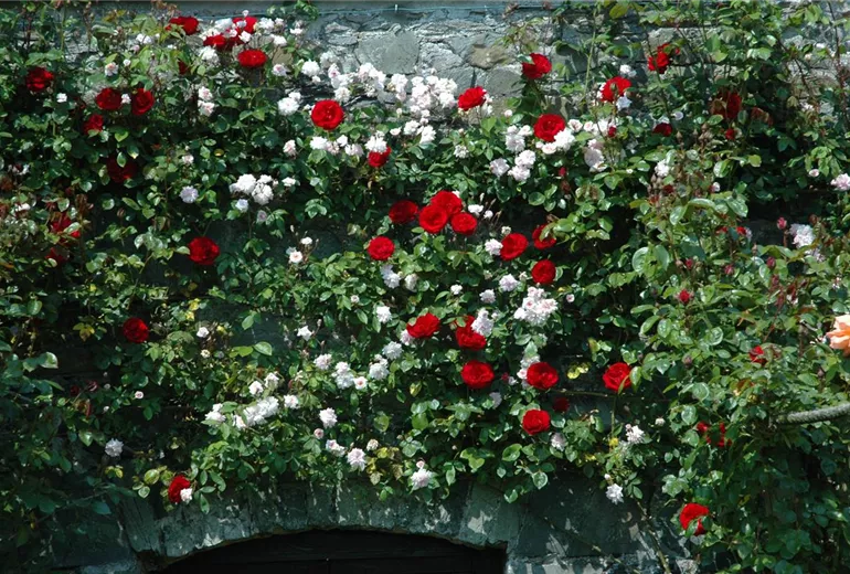 Rosa 'Dublin Bay' Rosa 'Dublin Bay'