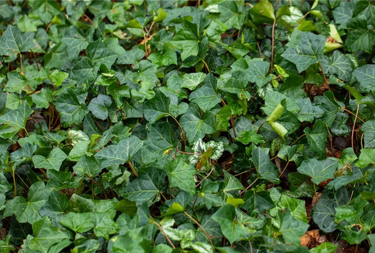 Hedera helix Hedera helix