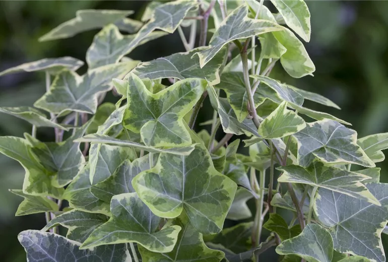 Hedera helix, grün-weiß Hedera helix, grün-weiß