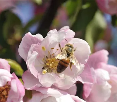 Erfolgreich bienenfreundliche Bäume und Sträucher anpflanzen Erfolgreich bienenfreundliche Bäume und Sträucher anpflanzen