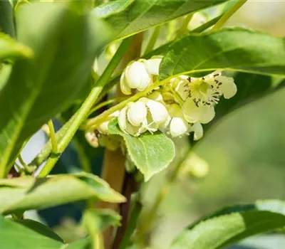 Actinidia arguta 'Issai'