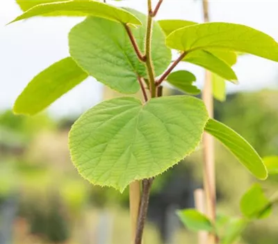 Actinidia deliciosa 'Matua' Actinidia deliciosa 'Matua'