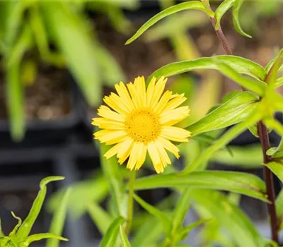 Buphthalmum salicifolium Buphthalmum salicifolium